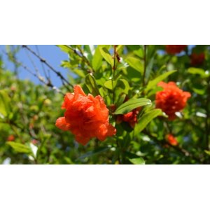 Granátovník púnsky (Punica granatum) ´PLENIFLORA´ - výška: 80-120 cm, kont. C2L (-10°C)